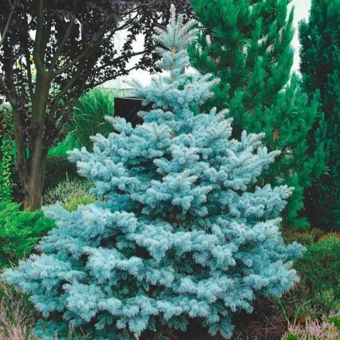 Ель голубая блю даймонд
