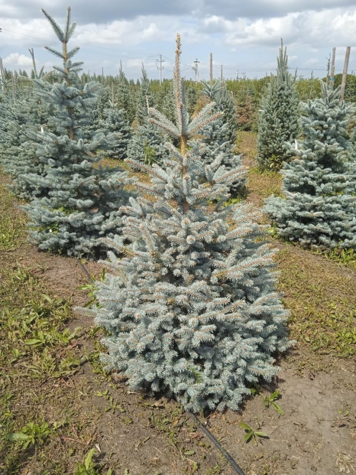 Ель колючая (picea pungens  oldenburg )*
