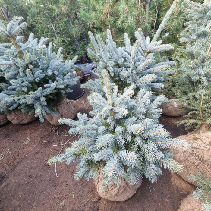 Ель голубая супер блю