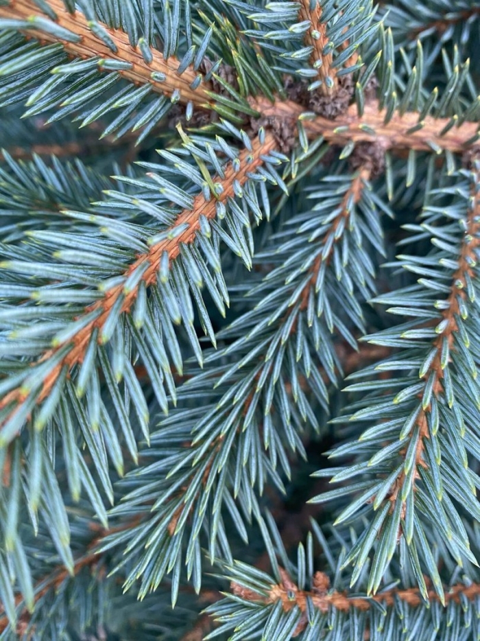 Picea pungens blue trinket