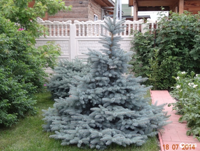 Ель колючая блю сидлинг