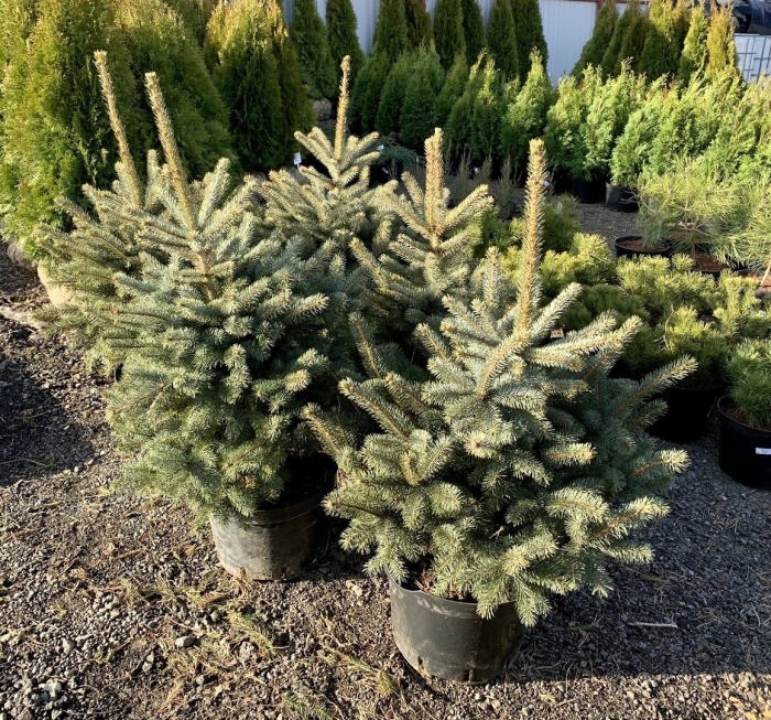 Ель блю сидлинг