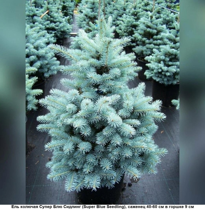 Ель блю сидлинг