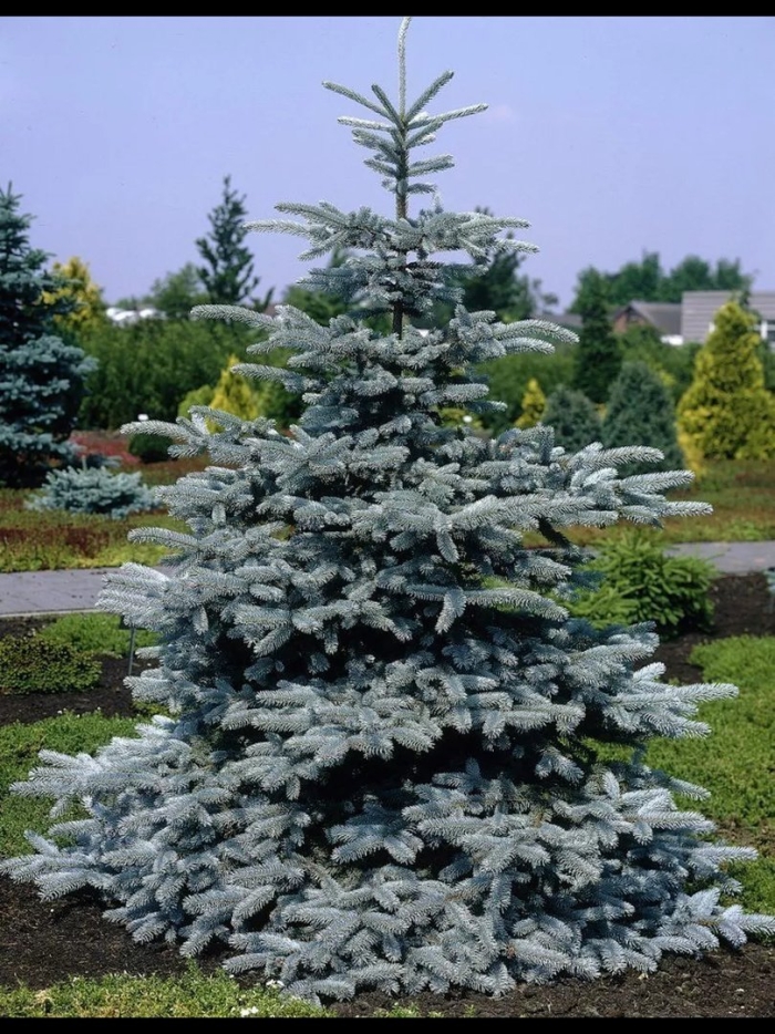 Picea pungen