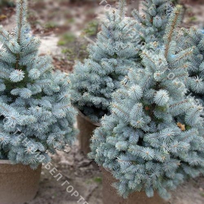 Ель колючая роял блю