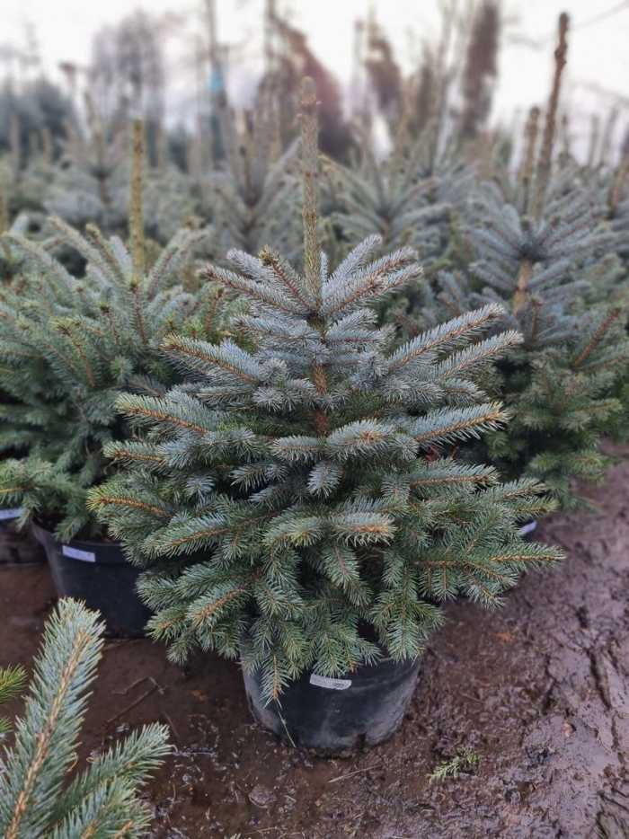 Ель блю сидлинг