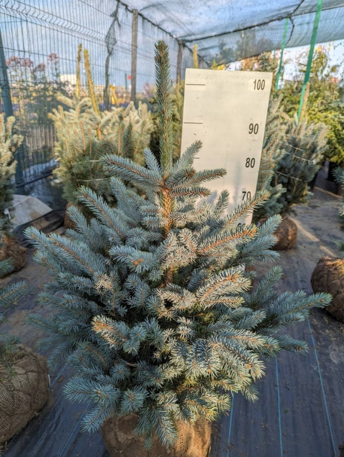 Ель голубая даймонд