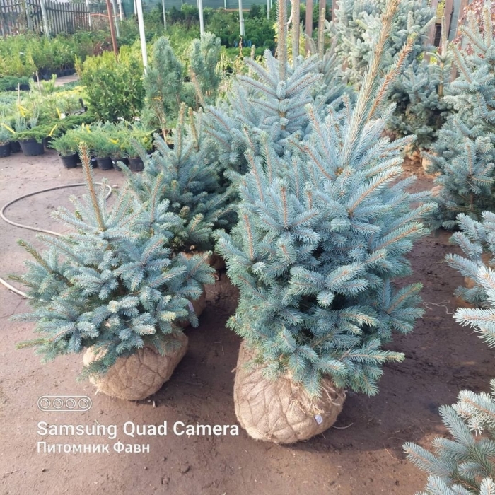 Ель колючая глаука супер блю сидлинг