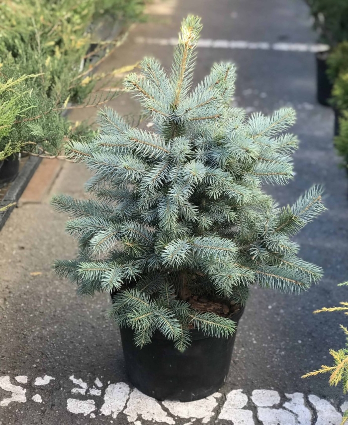 Ель блю сидлинг