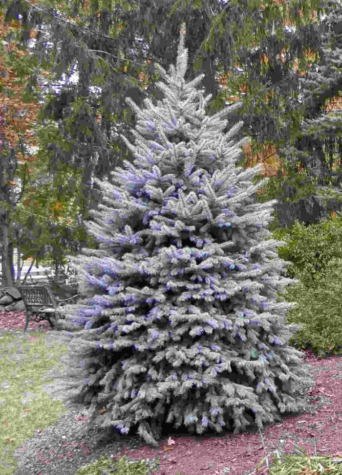 Ель глаука маджестик блю