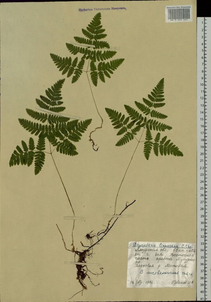 Голокучник обыкновенный