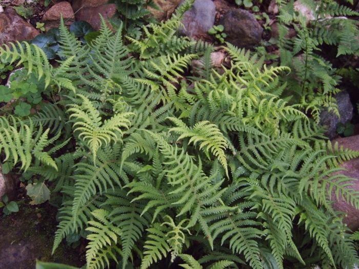 Phegopteris connectilis