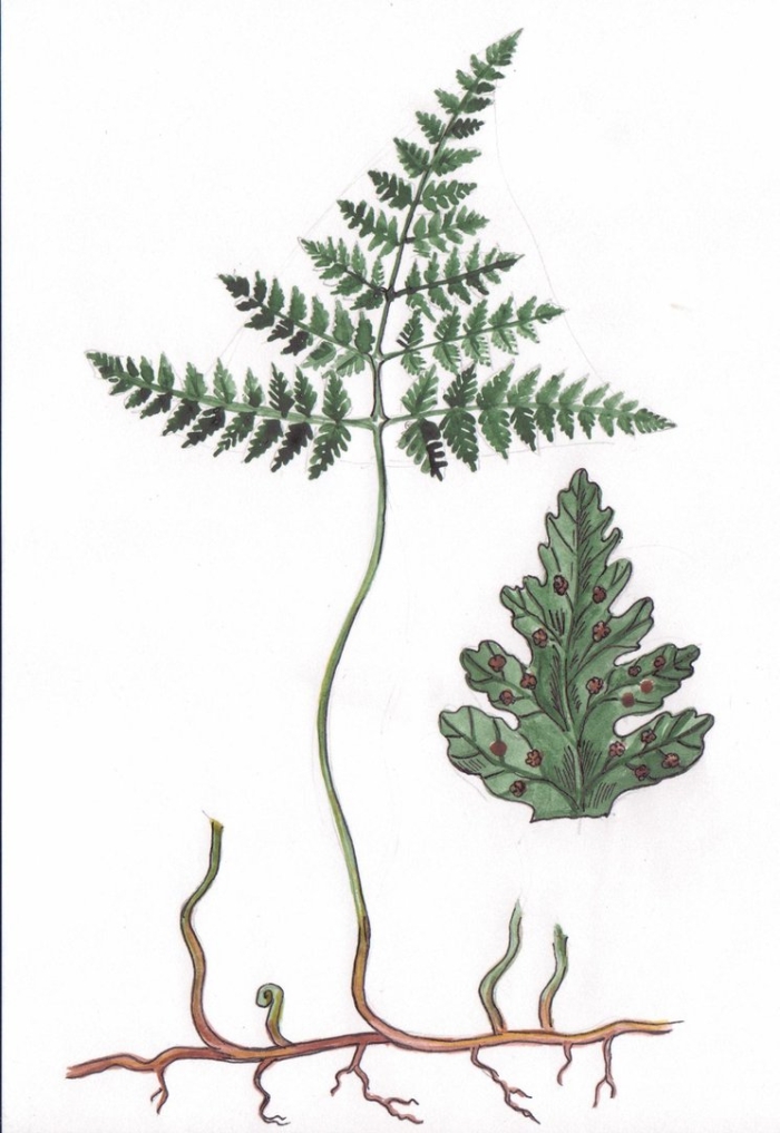 Пузырник судетский