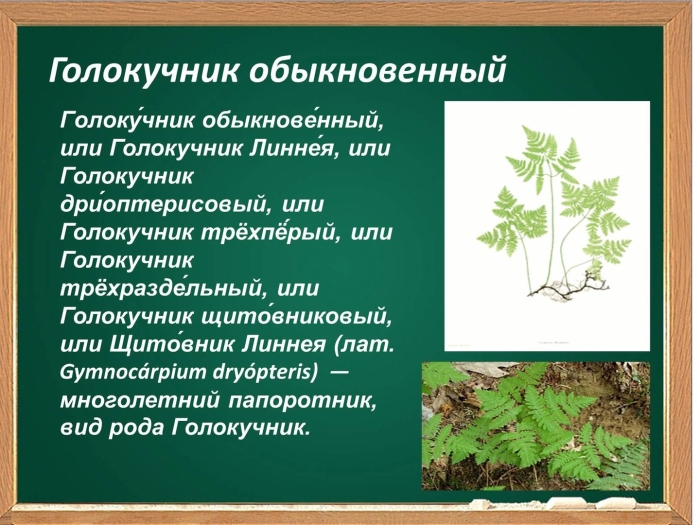 Папоротник голокучник обыкновенный