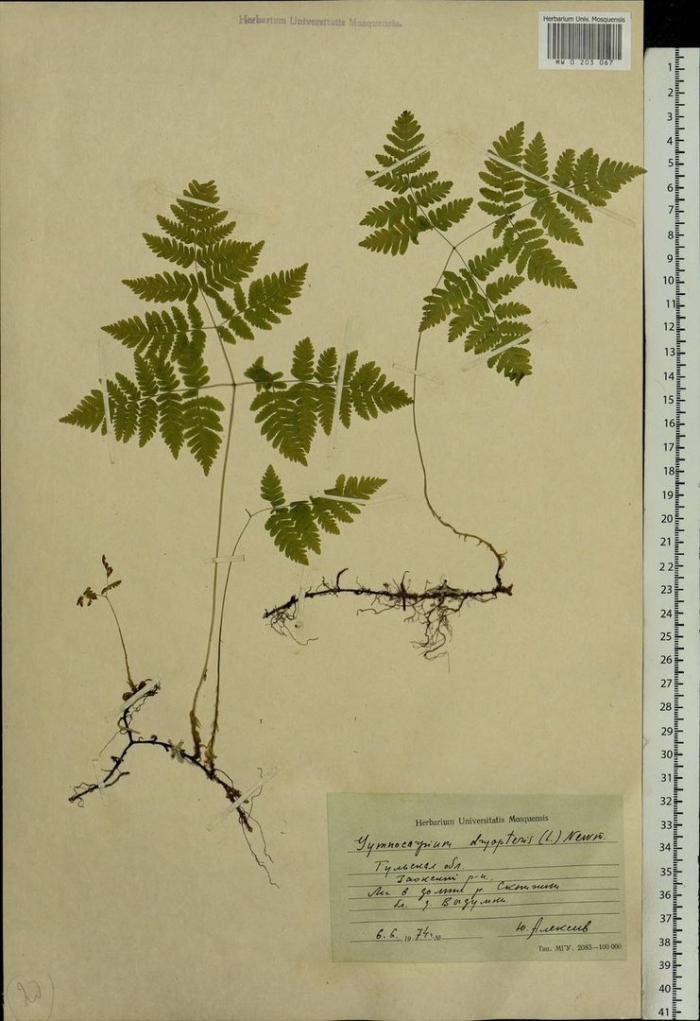 Пузырник судетский папоротник