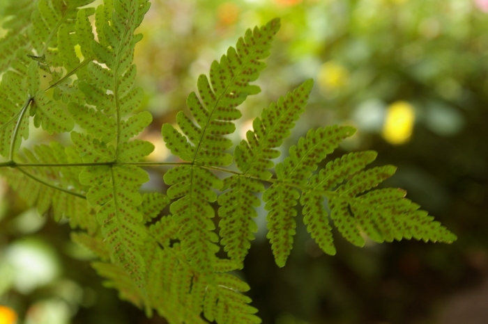 Папоротник щитовник