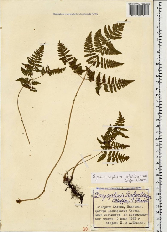 Пузырник папоротник