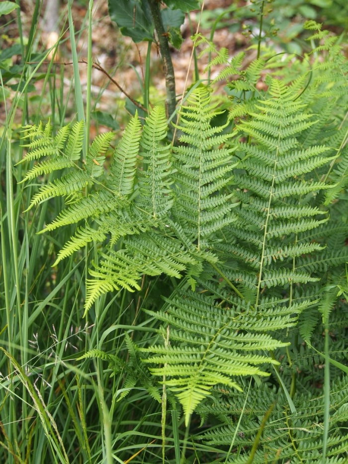 Pteridium aquilinum