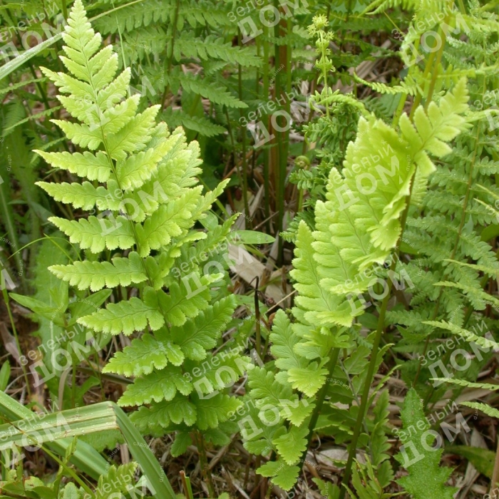 Щитовник гребенчатый