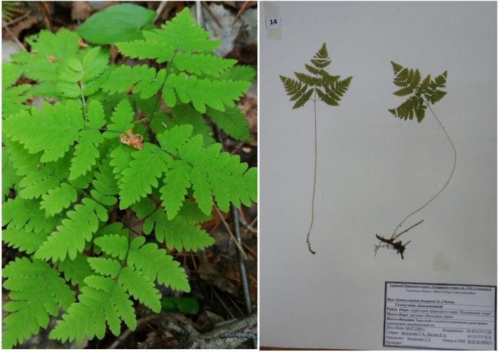 Папоротник голокучник линнея