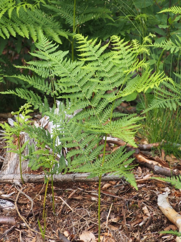 Pteridium aquilinum