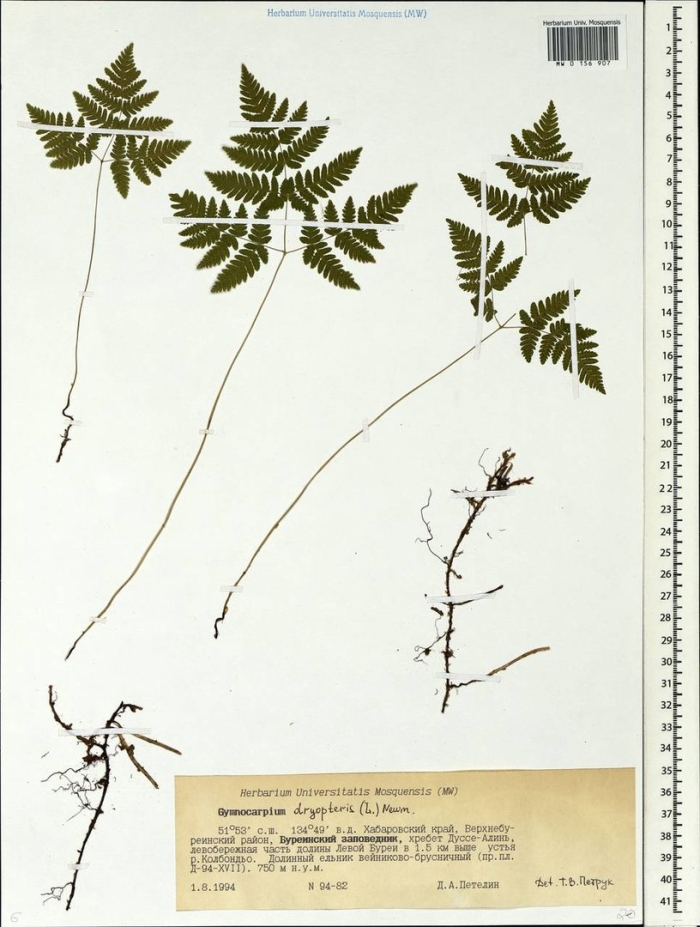 Gymnocarpium dryopteris