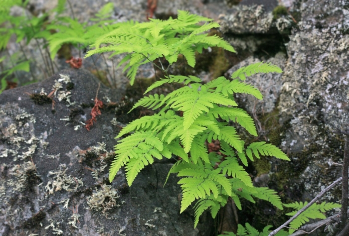 Gymnocarpium dryopteris l.