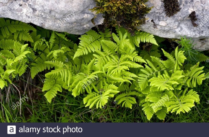Limestone fern