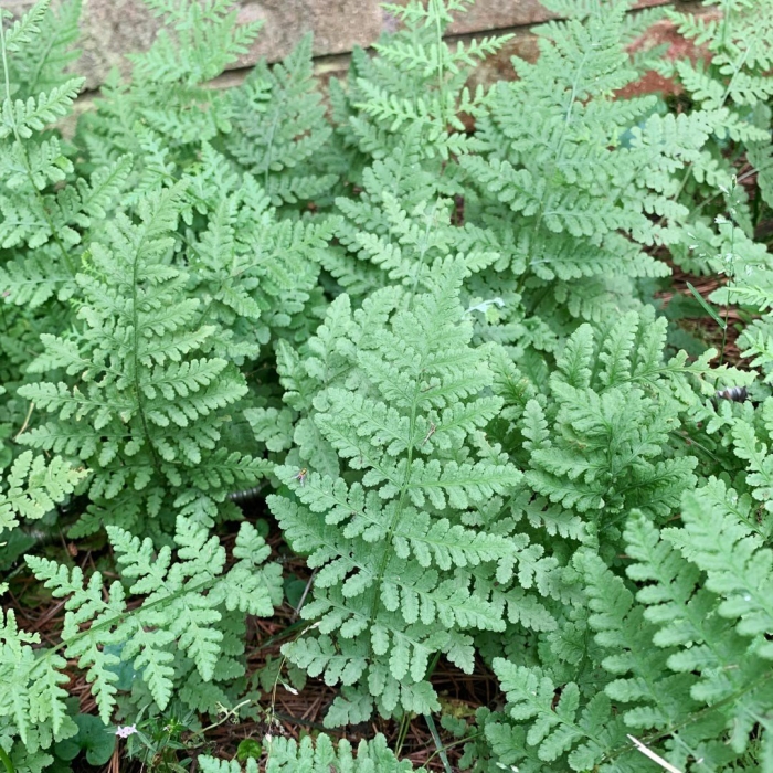 Woodsia obtusa