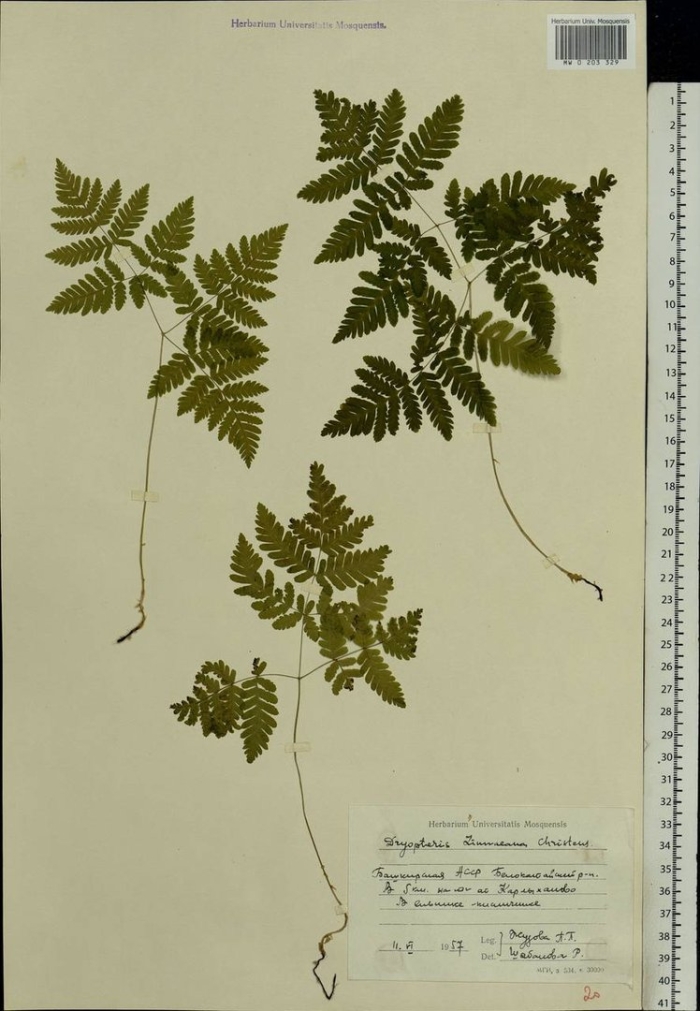 Голокучник трехраздельный гербарий