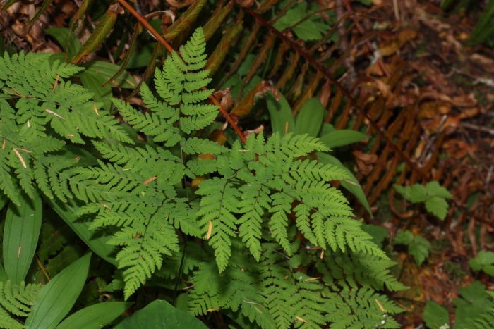 Щитовник гребенчатый (dryopteris cristata)