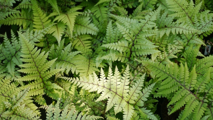 Папоротник кочедыжник ниппонский