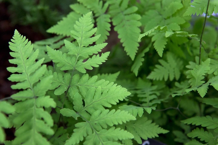 Gymnocarpium dryopteris