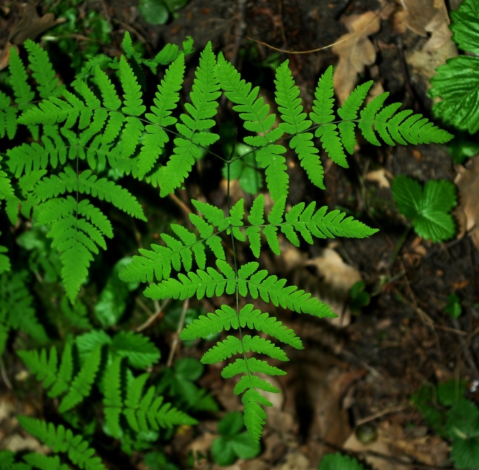 Gymnocarpium dryopteris