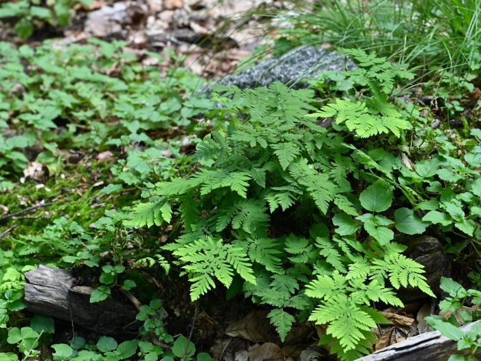 Gymnocarpium dryopteris