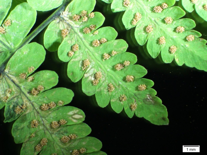 Gymnocarpium disjunctum