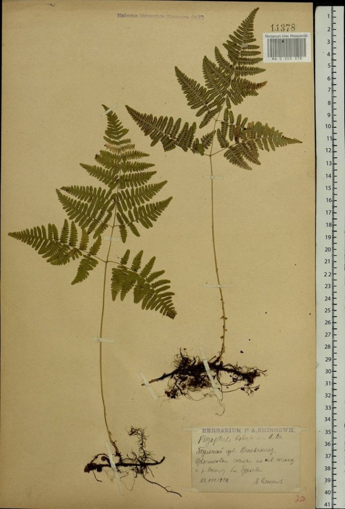 Орляк сосняковый