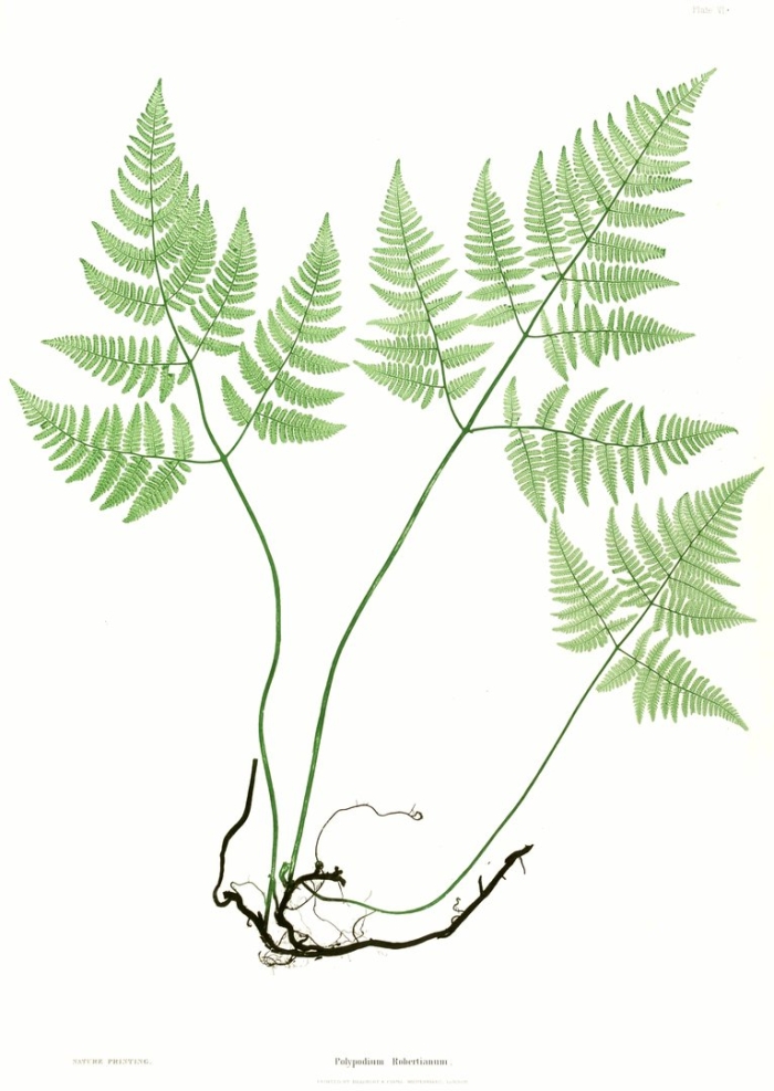 Лист папоротник