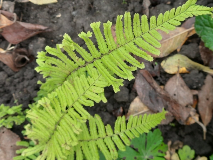 Щитовник squamulosa crispa