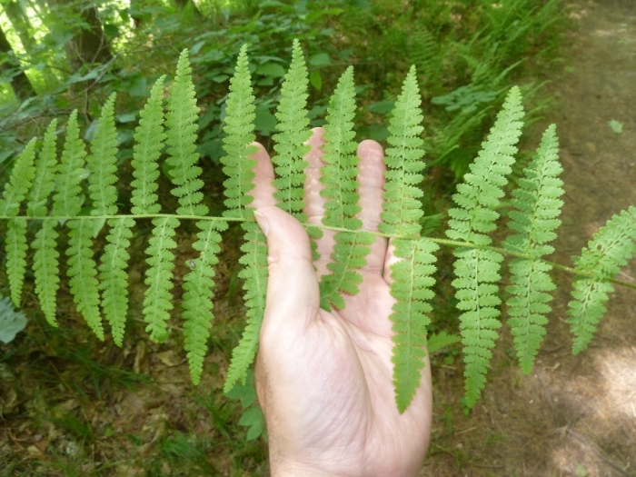 Деннштедтия вильфорда