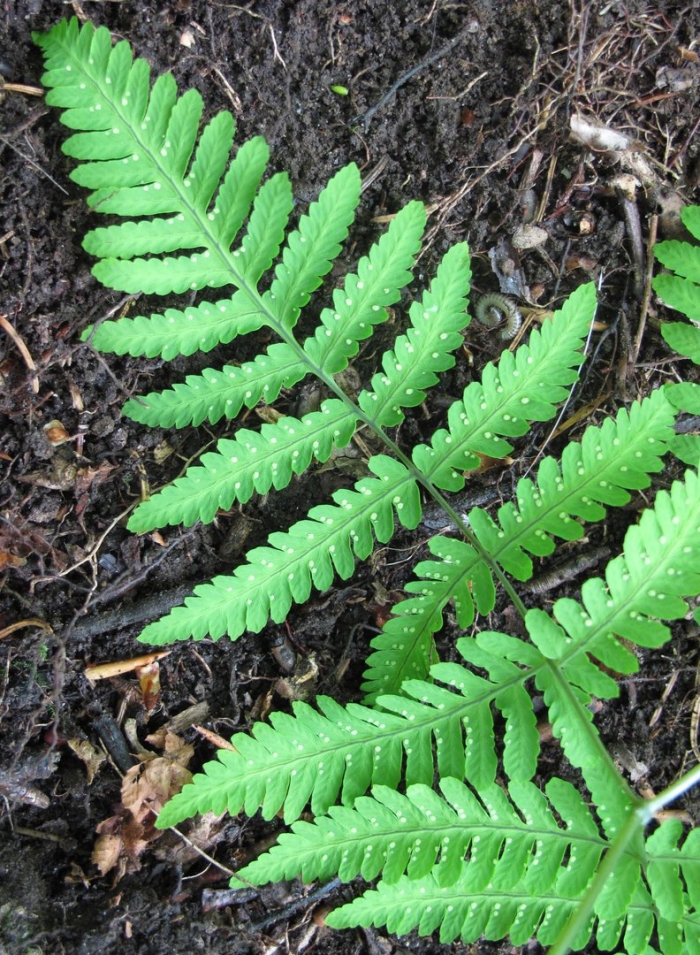 Phegopteris connectilis