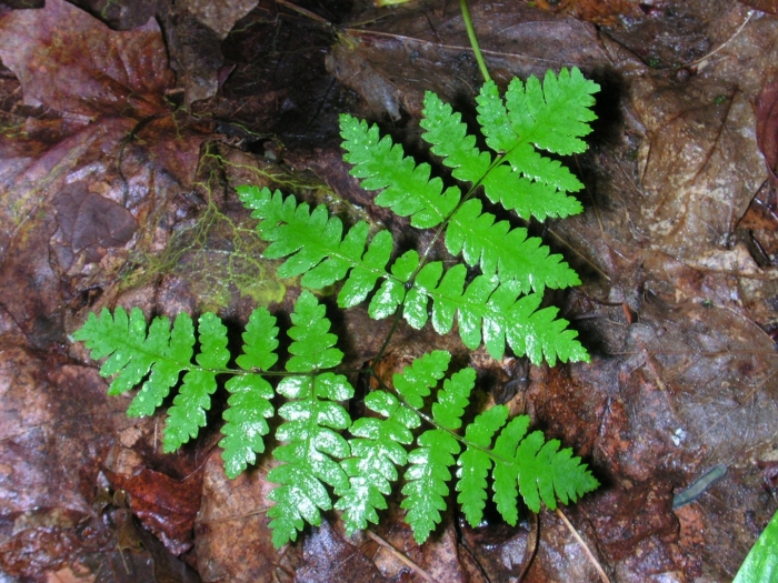 Dryopteris carthusiana