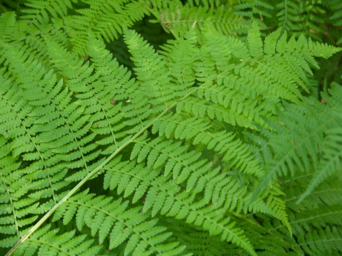 Athyrium yokoscense