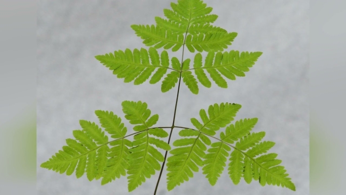 Папоротник голокучник