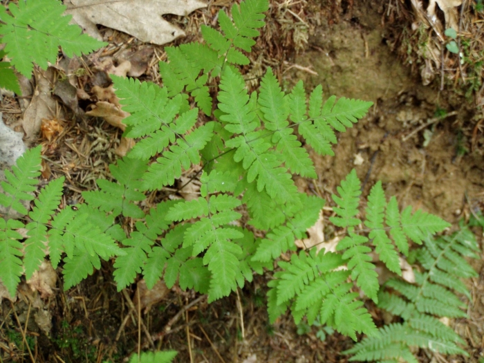 Gymnocarpium dryopteris