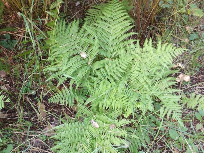 Athyrium filix femina