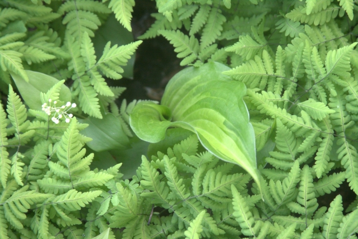Maianthemum bifolium