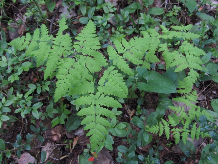 Gymnocarpium dryopteris