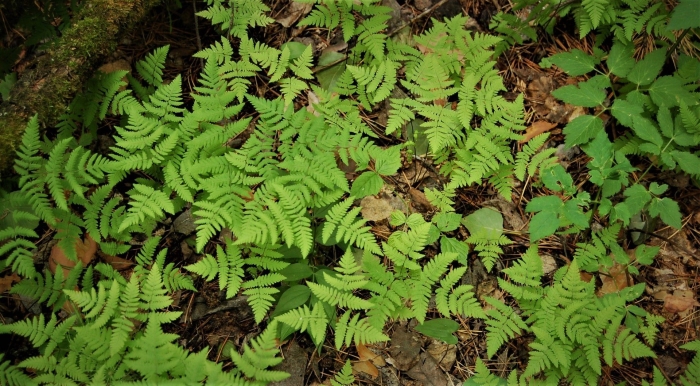 Gymnocarpium dryopteris