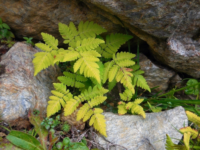 Gymnocarpium dryopteris